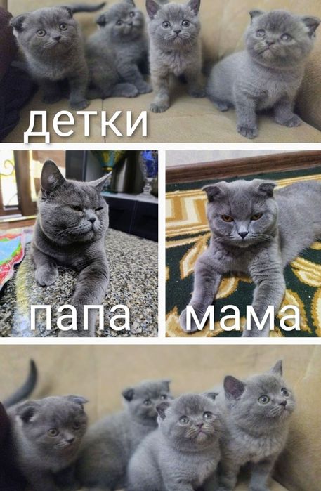Чистокровные котята скоттиш фолд,страйт,от правильной вязки!