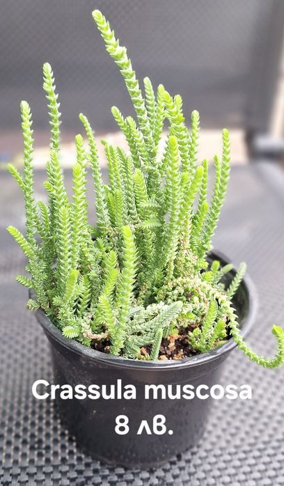 Предлагам стайни растения