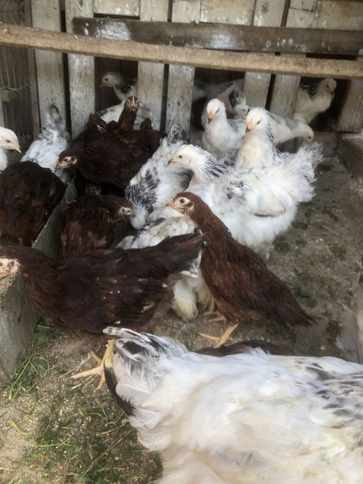 Pui de 10 luni de rasa mare