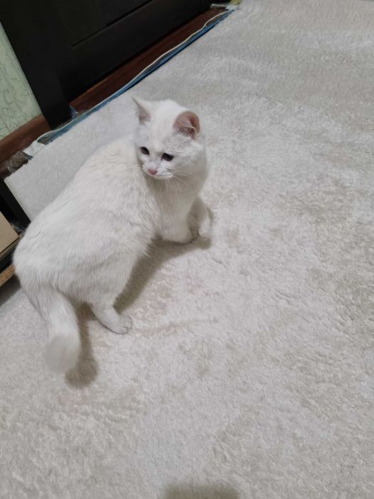 Срочно отдам даром потеряшка!!!