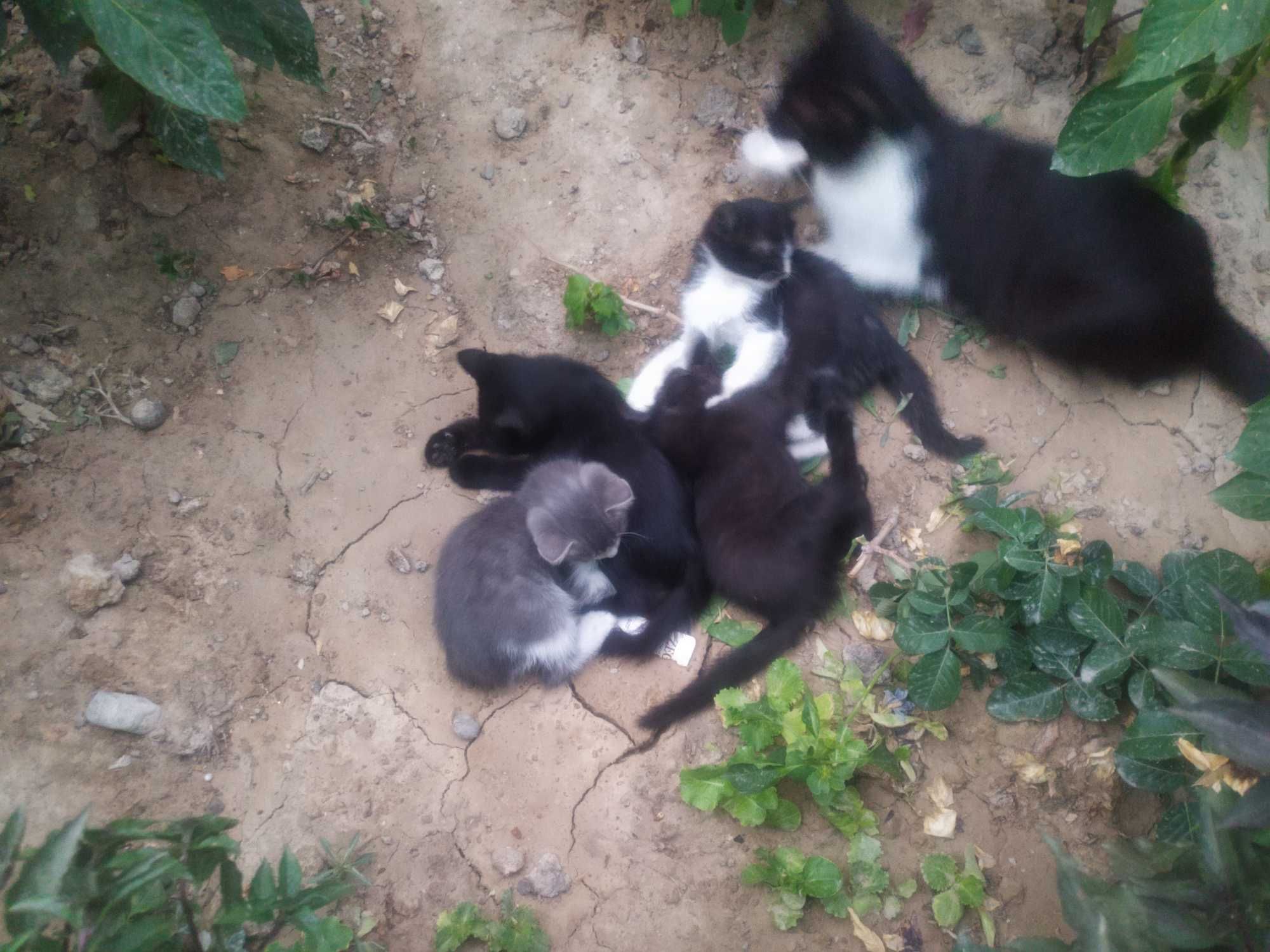 Кошки мушукчалар