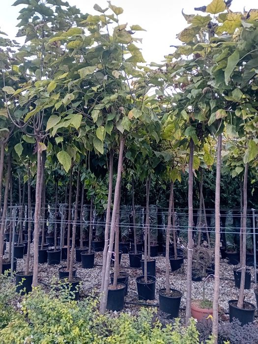 Vând catalpa globulară diferite dimensiuni