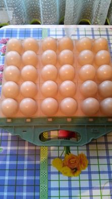 Продам срочно лоток для яйц