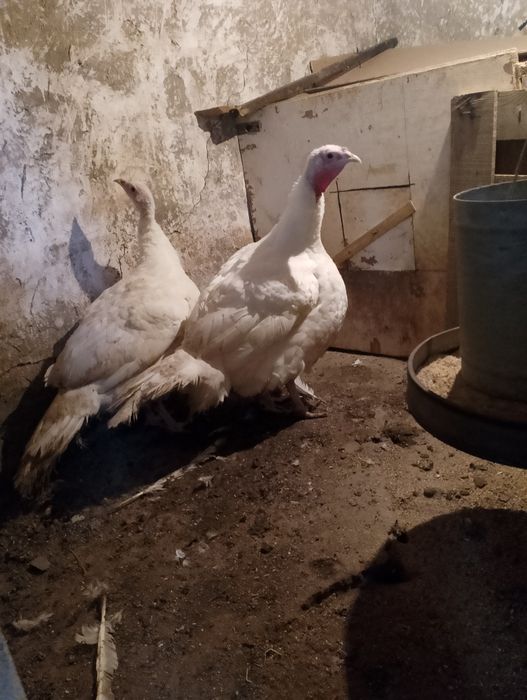 Пуки и пуяаци ооо