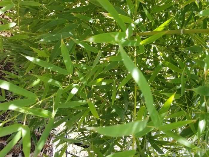 Бамбук студоустойчив