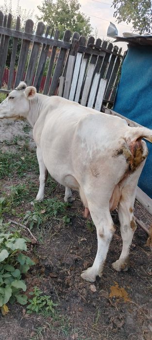 Vând vaca bună de lapte