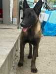 Căutăm căsuța pentru fetița Ciobanesc belgian malinois