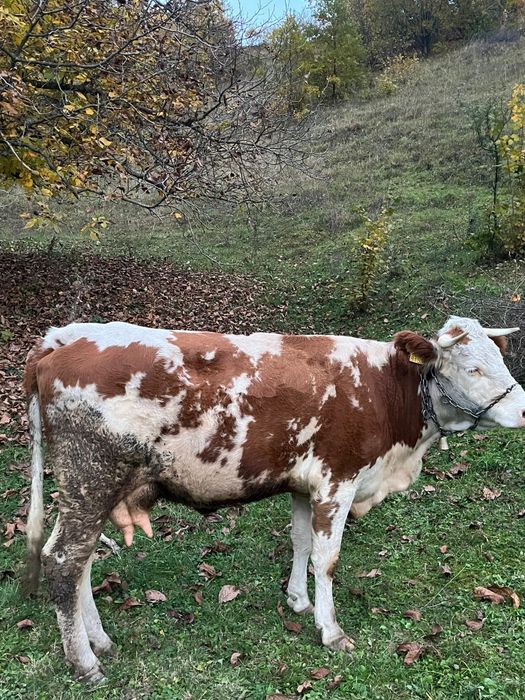 Vand trei vaci bălțate românești