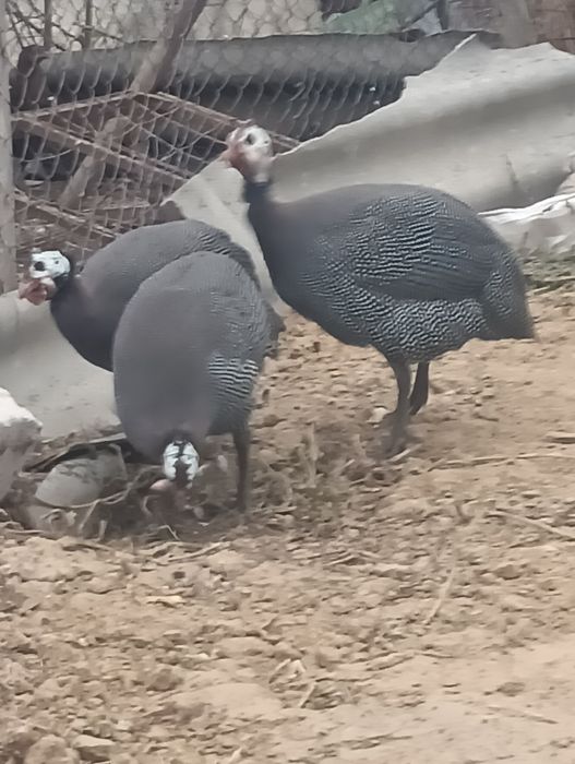 Vand bibilici ,au 6 luni