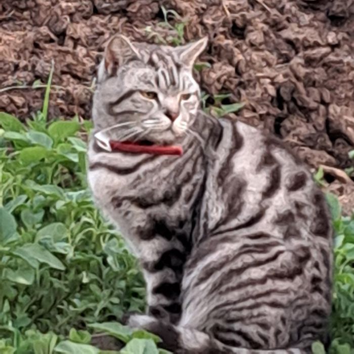 Отдам кота в добрые руки