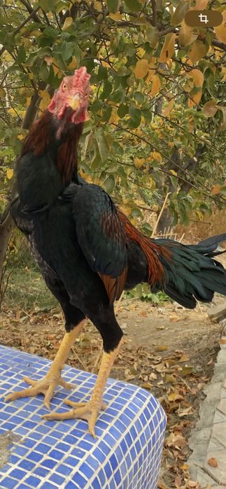 Дакан хўрозлар ва макиен