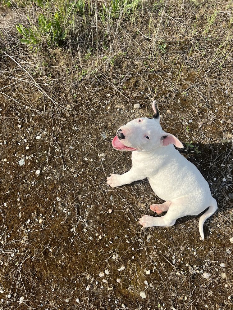 Pui Bull Terrier rasa pura, femela