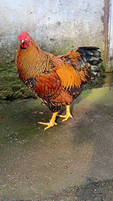 Cocoș wyandotte gsg