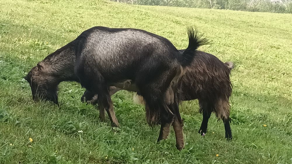 Căprițe de vanzare!