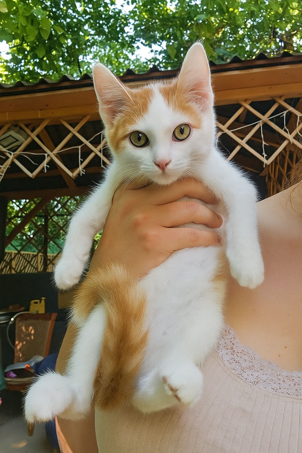 Котёнок мальчик ищет семью.