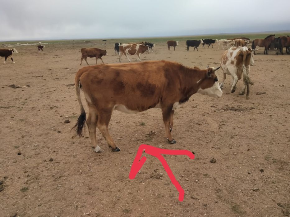 Продам соғым телки полторагода