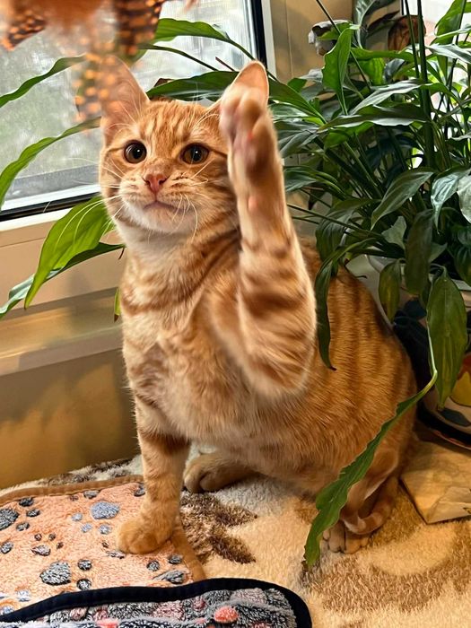 Момченце на 6 месеца търси дом