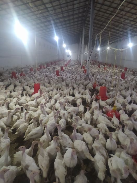 Big 6 kurka joʻjalariga zakaz olamiz