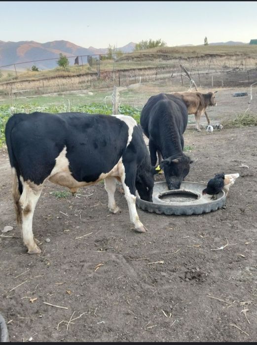 Откорм Бык Бука Продам