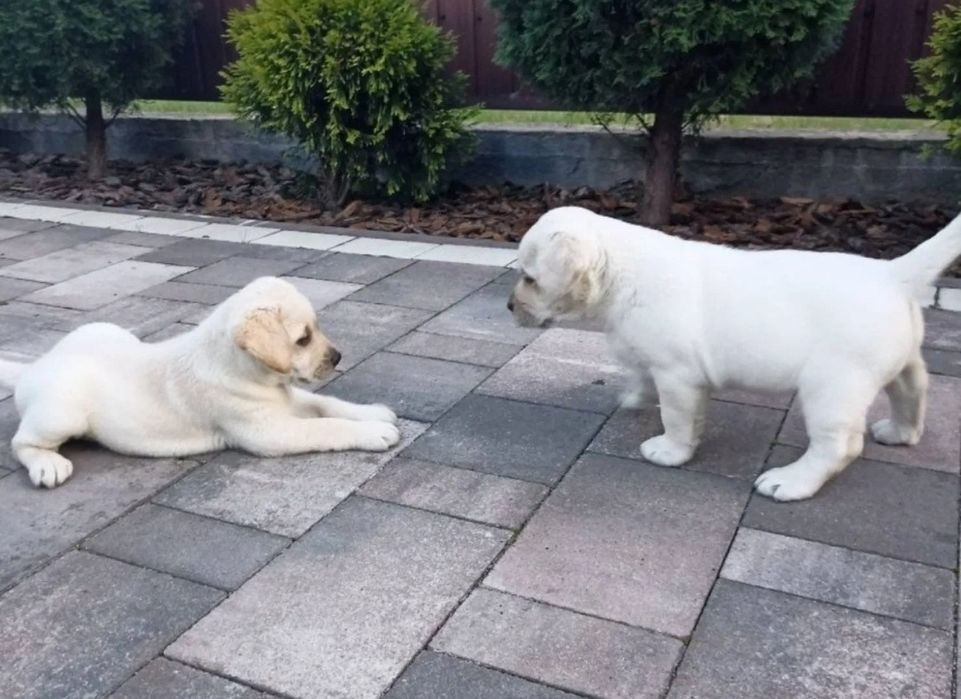 Чистокръвни лабрадор ретривър мъжки и женски