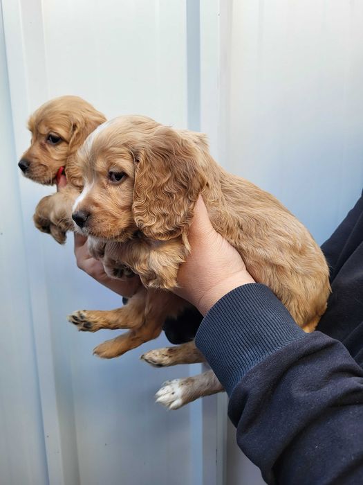 Продавам кокер шпаньол