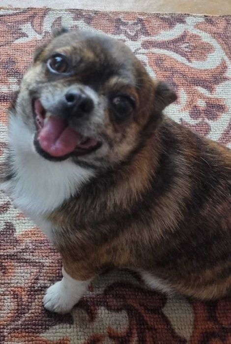 Молодой Чихуахуа ищет подругу