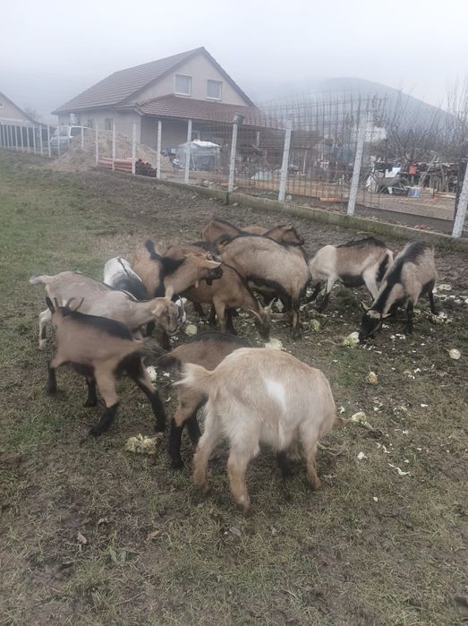 Vând turmă capre cu iezi și țap