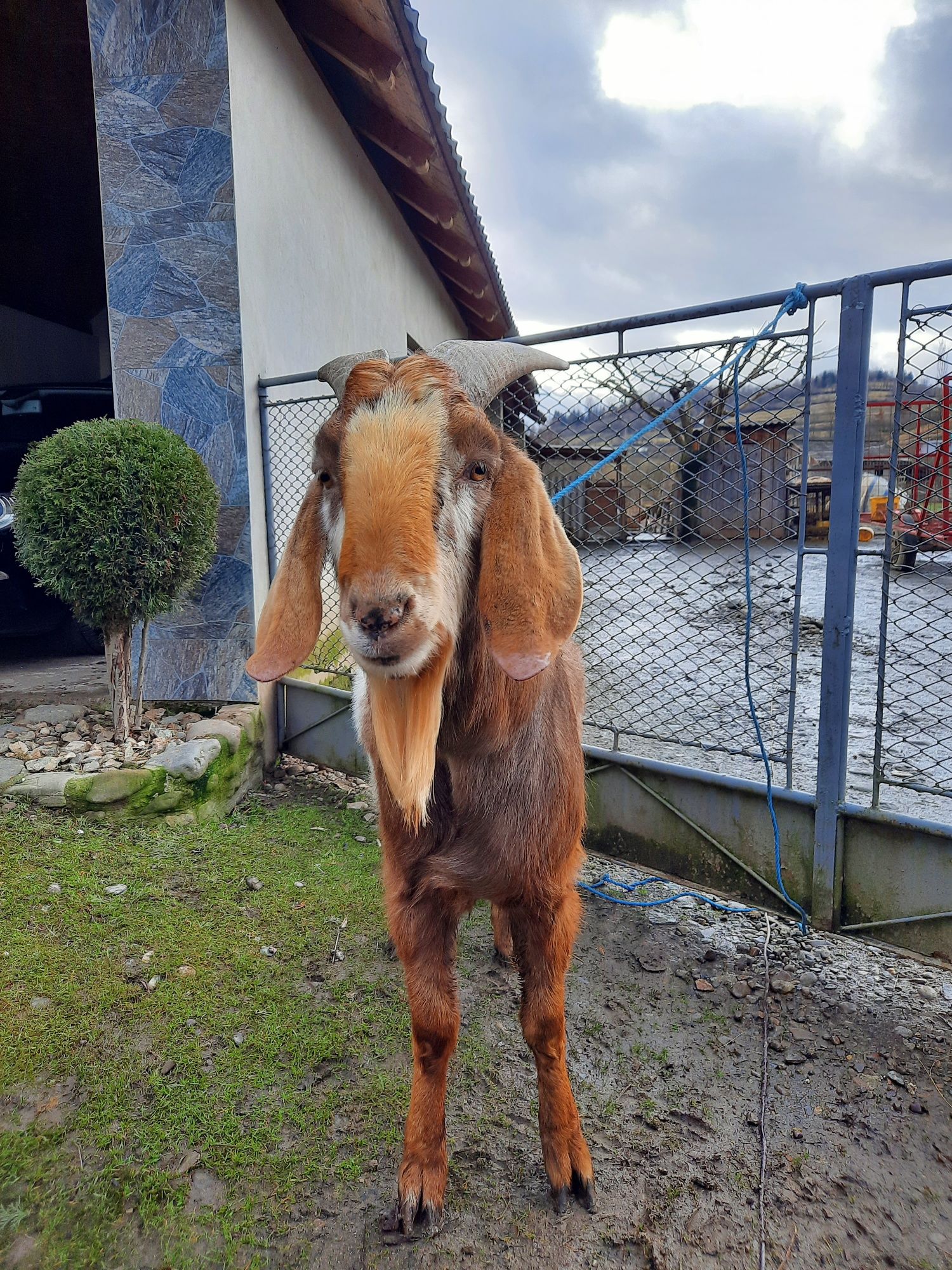 Vând țap anglo nubian