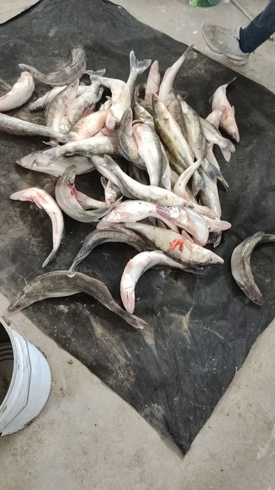 Продам свежее филе