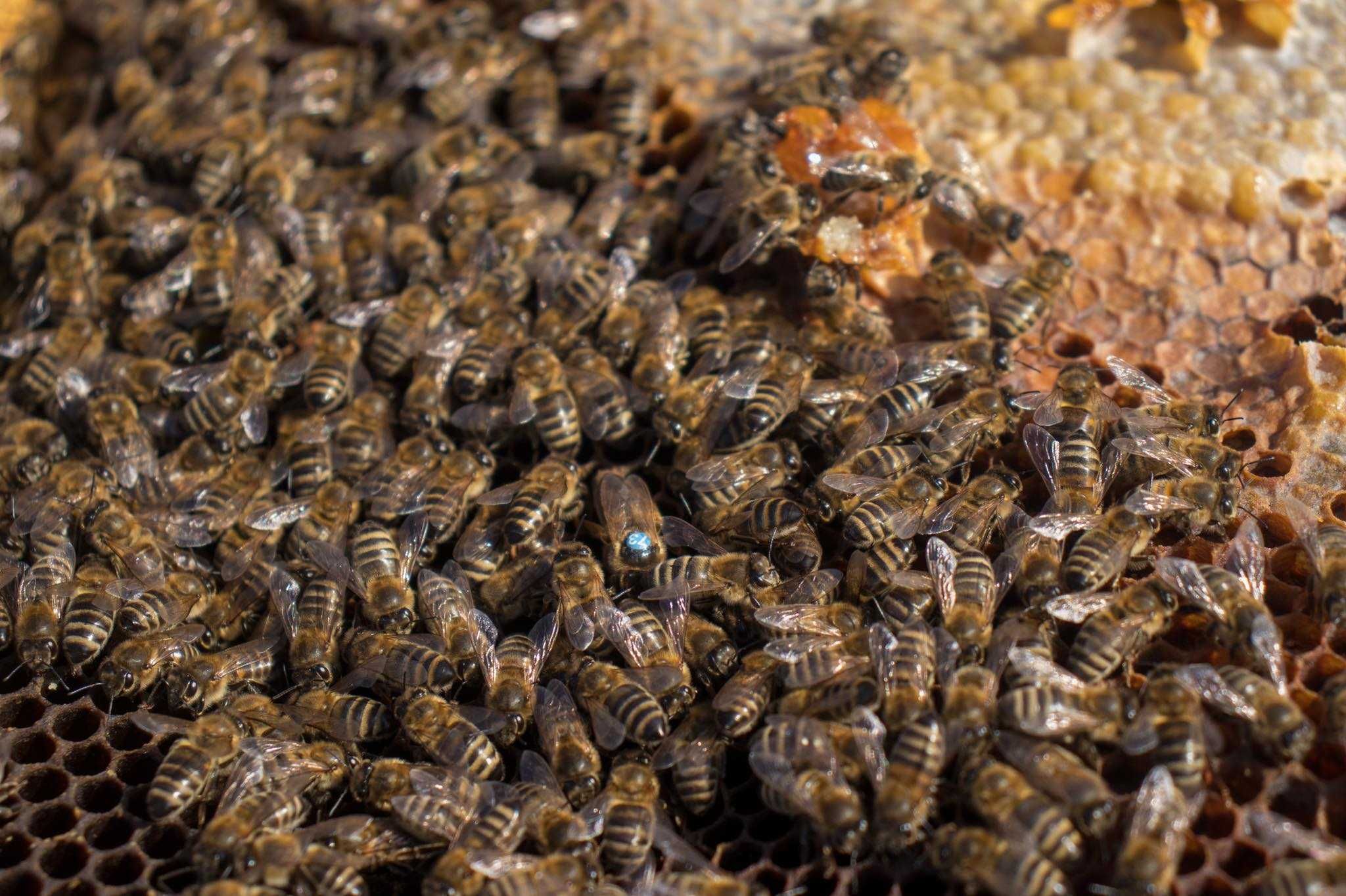 Биологични пчелни отводки и пчелни майки от лицензиран производител