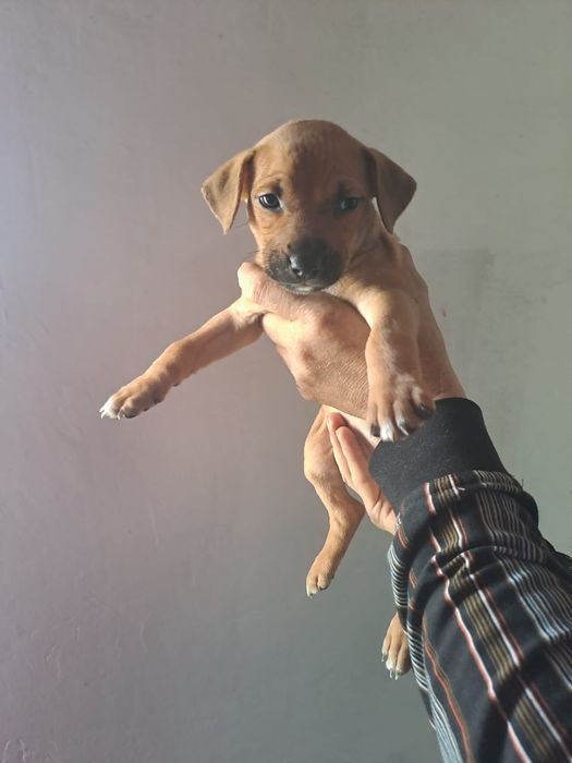 Продам щенков амстаффорда в хорошие руки.