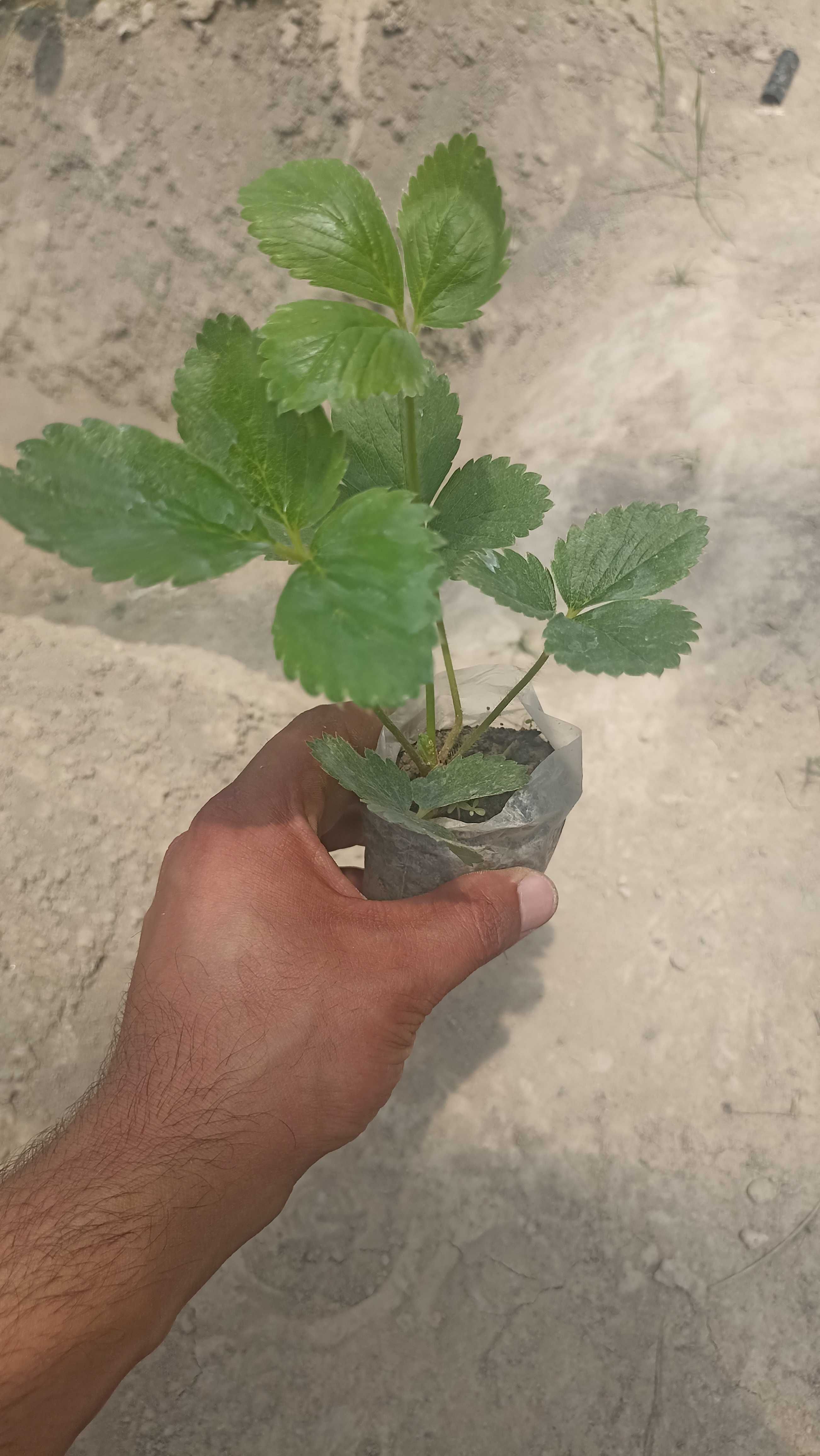 Клубника кучатлари корейский сорт "Солхиян"