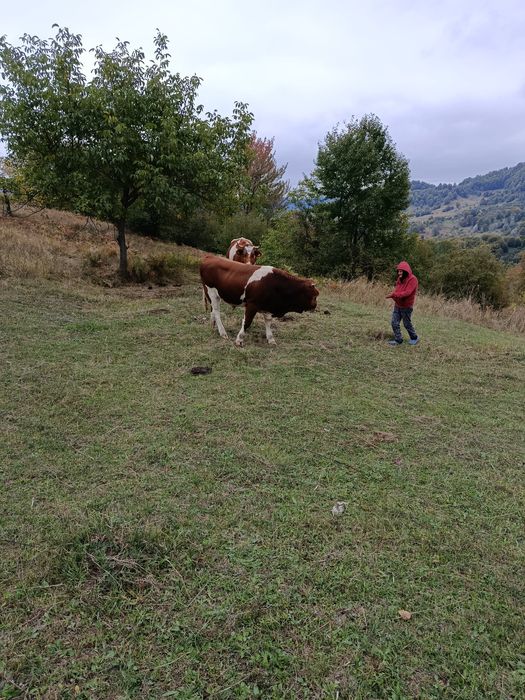 Vind vitel pentru taiere