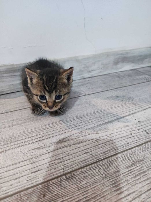 Donez trei puiuti de pisica sanatosi si frumosi