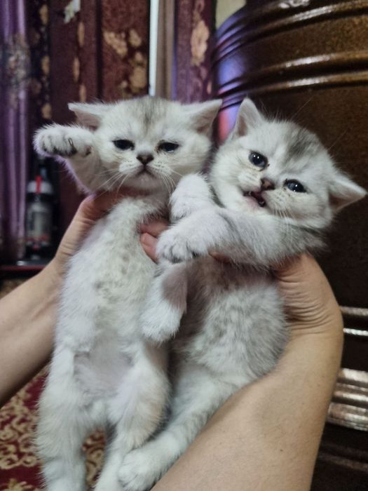 Serebristiy shinshilalar sotiladi