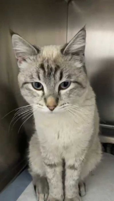 Очень красивый молодой котик ищет дом