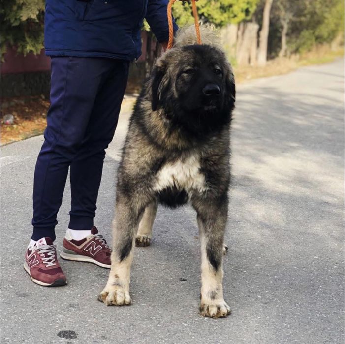 Mascul ciobanesc caucazian