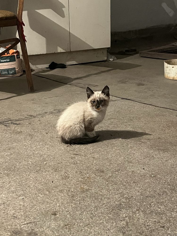 Милые котята в добрые руки