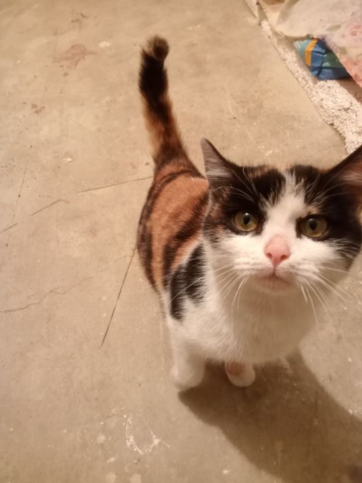 Отдам кошечку в хорошие руки