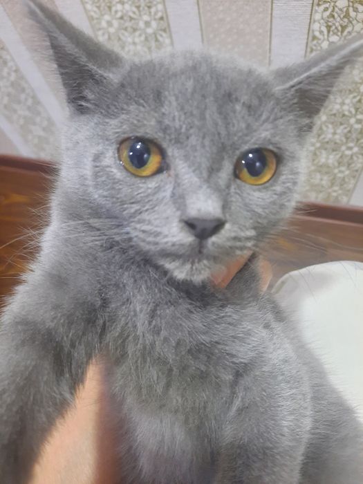 Скотиш страй Mushuk sotiladi  skoittish stray