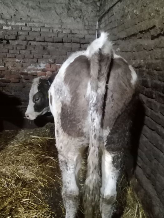 Vand juninca de tinut