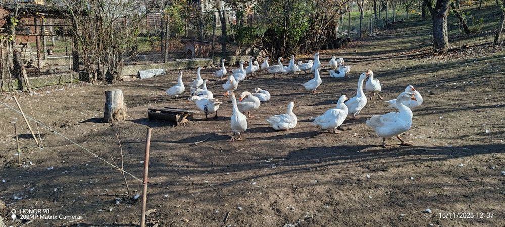Vând gâște de anul acesta