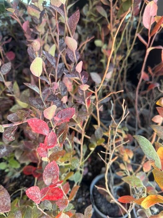 Двугодишен разсад сорт Дюк, Дрейпър, Легаси, Алекс Блю и Ню Хановер