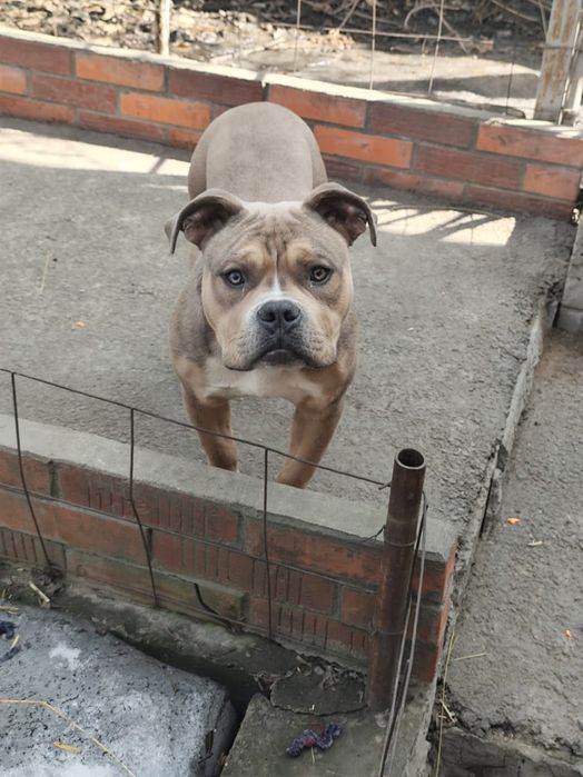 Срочно отдам собаку амстафф с Булли