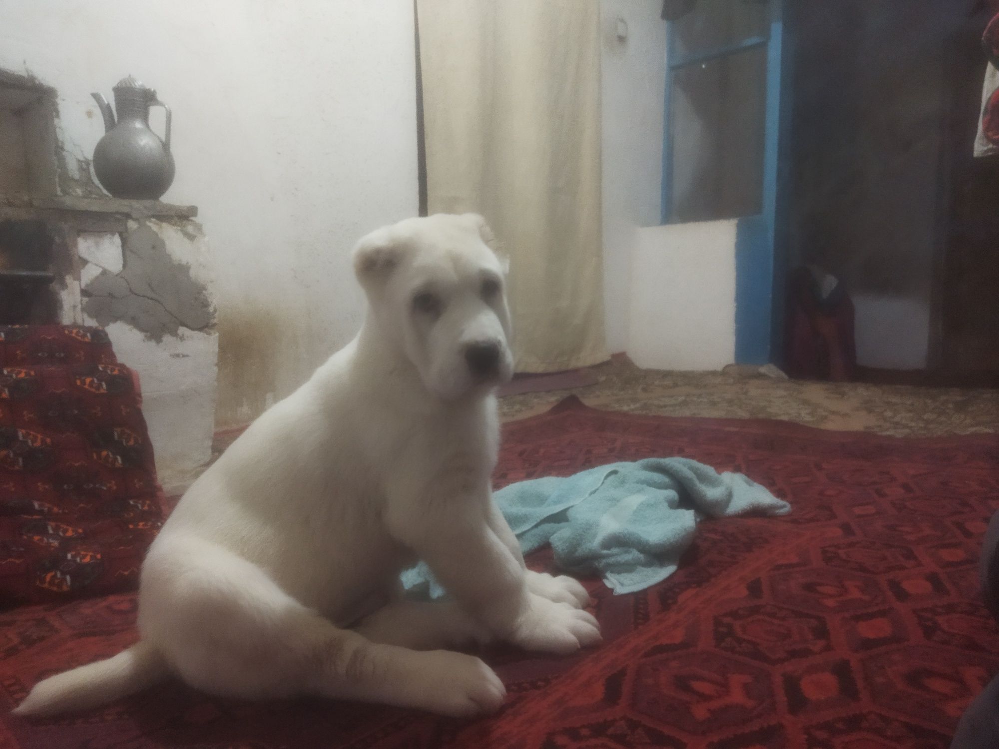 Alabay vaska priglashayit $150