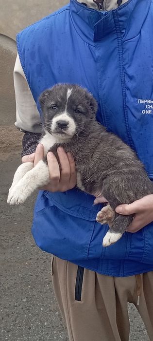 Alabay Alabay Alabay