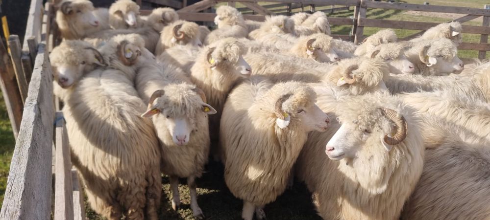 40 de oi bale tinere