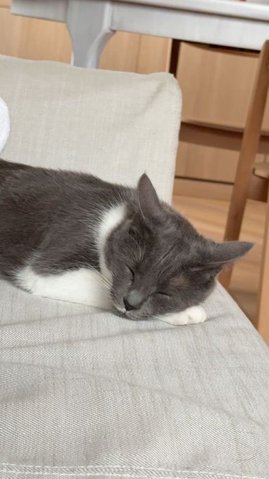 Подарявам котка с паспорт, чип и ваксина