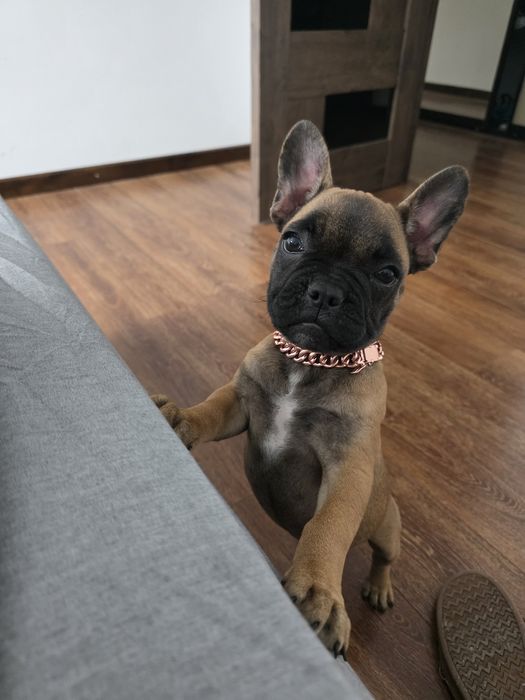 Catelusa bulldog francez