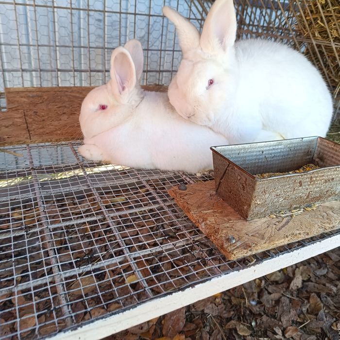 Vând iepuri neozeelandez alb